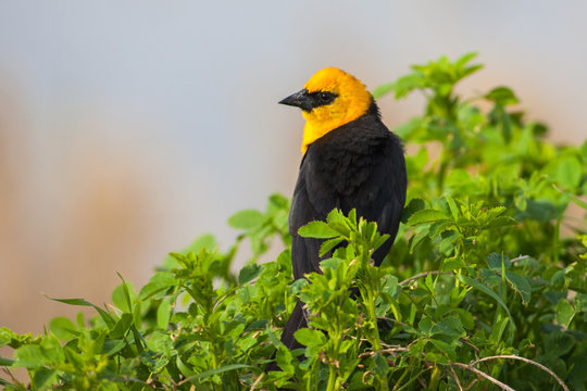 Yellow headed blackbird in Kansas