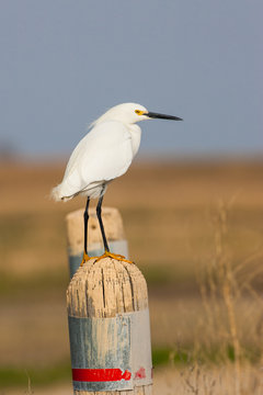 Snowy Egret on fence post