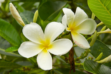 Fototapeta na wymiar Rain drops on a white tropical flowers in Suphan Buri, Thailand.