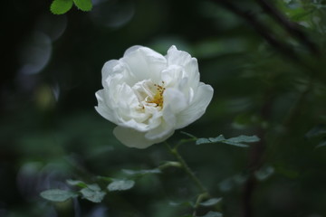 white flower in the garden