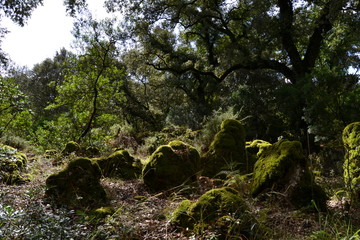 Bosque Sauceda