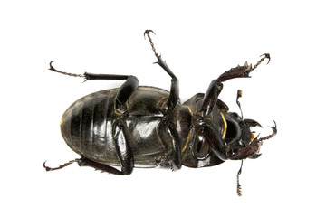 Female Stag Beetle Insect On White Background Close Up