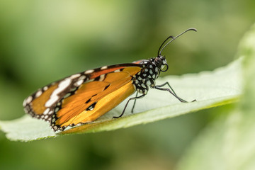 tropischer falter