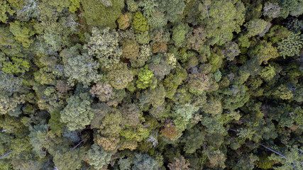 scenary rain forest from aerial