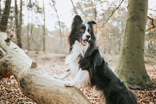 Border Collie standing on trunk in the forest