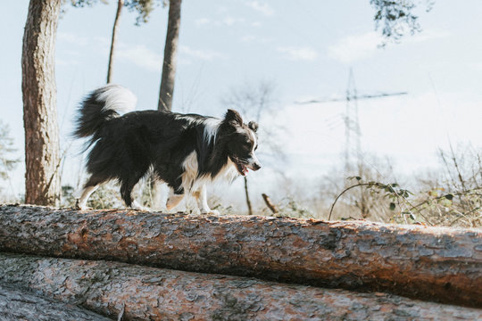 Border Collie walking on tree log in the forest