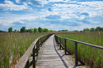 Fototapeta na wymiar Wooden walkway in the reed at Tisza lake in Hungary