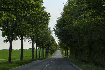 Asphalted Road with trees at the edges