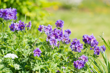blue flowers in the garden