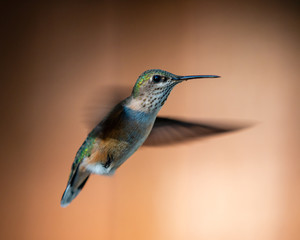 Hummingbird Hovering