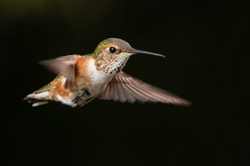 Broad Tailed Hummingbird in Flight