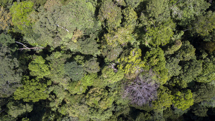 scenary rain forest from aerial