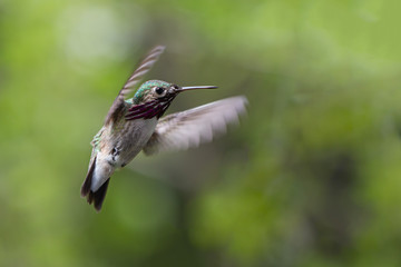 Calliope Hummingbird in Flight