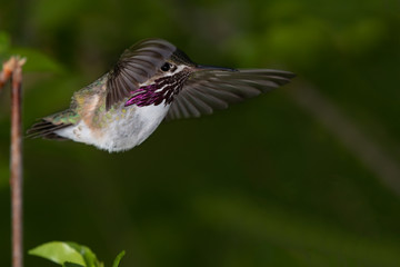 Calliope Hummingbird in Flight