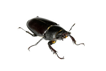 Female Stag Beetle Insect On White Background Close Up