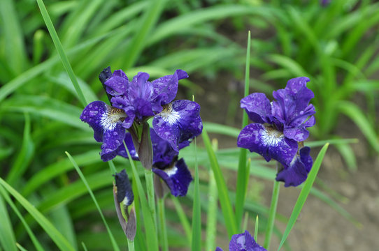 In the flower garden blooming irises