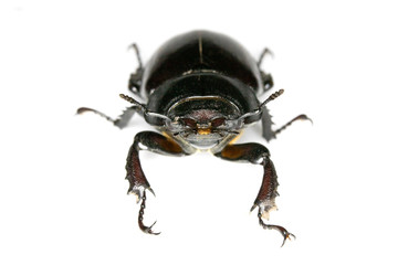 Naklejka premium Female Stag Beetle Insect On White Background Close Up