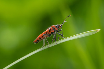 käfer auf grashalm