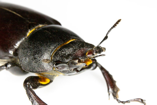 Female Stag Beetle Insect On White Background Close Up