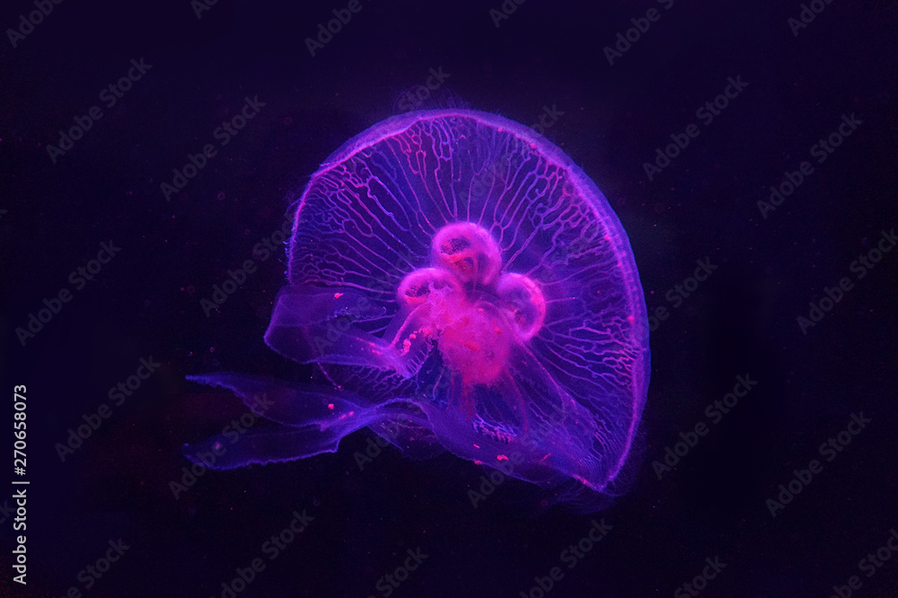 Wall mural Jellyfish swimming in water