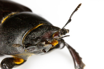 Female Stag Beetle Insect On White Background Close Up