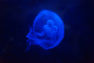 Jellyfish swimming in water