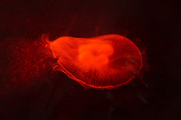 Jellyfish swimming in water
