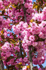 Sakura pink flowers in spring