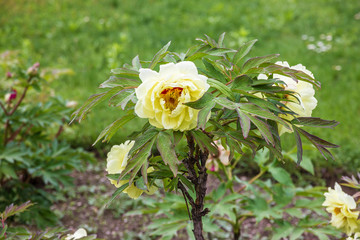 Decorative garden hibiscus flower tree in botanical garden, Isola Madre, Lake Maggiore, Lombardy, Italy