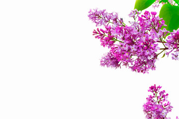 Fototapeta na wymiar spring flowers lilac