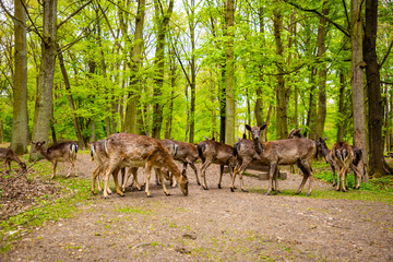 Deers on territory of medieval castle Blatna in spring time, Czech Republic