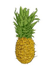 Hand drawn sketch of pineapple in color. Isolated on white background. Drawing for posters, decoration and print. Vector illustration