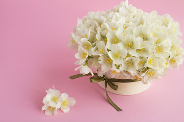 White jasmine flowers in the gift box on the pink  background.Copy space.