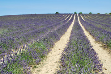 Lavender fields in Provence, France. Immersion in a lavender ocean‎.