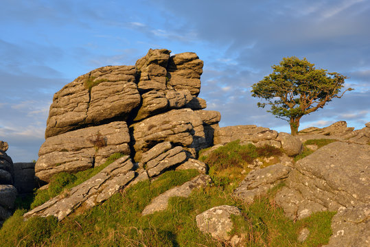 United Kingdom, England, Devon, Dartmoor National Park, Rocks and hawthorn tree at Holwell Tor