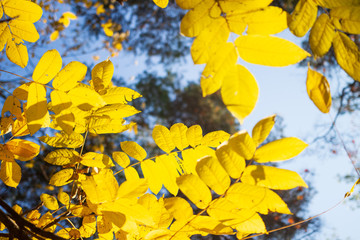 Autumn. Autumn background. Yellow leaves and blue sky in sunlight. Fall