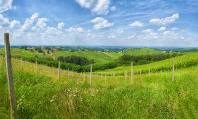 Fototapeta na wymiar Vineyards and green landscape of Medjimurje region view from hill, northern Croatia