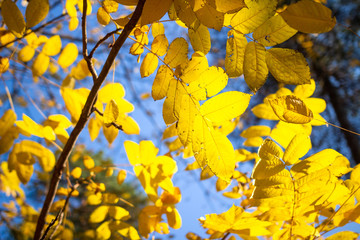 Fototapeta na wymiar Fall background. Autumn. Golden leaves on trees on sunny day