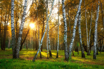 Obraz premium Autumn nature. Fall forest in sunlight. Birch trees in autumnal forest