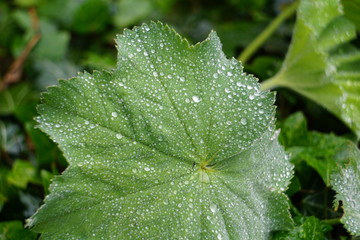 Blume Makro bei Regen