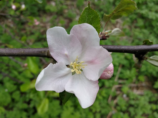 pink flower in the garden
