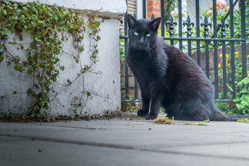 Black Cat is Sitting In Front Of House gate.