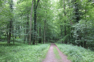 Bosque
