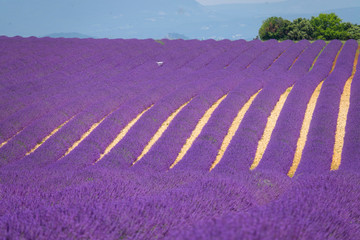 Naklejka na ściany i meble Scenic countryside full of lavender shrubs is filmed by tourists with a drone.