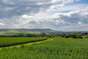 Fototapeta na wymiar Looking across fields of cereal crops in Sussex, with Firle Beacon in the distance