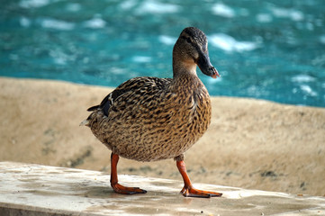 Duck walking on concrete pavement