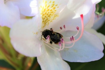 A bee in a rhododendron flower in spring 