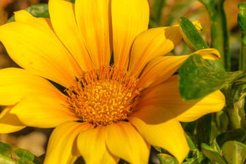 Yellow chrysanthemum close-up in the summer garden