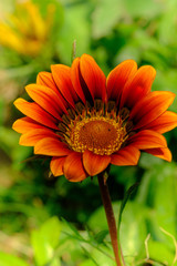 Red chrysanthemum close-up in the summer garden