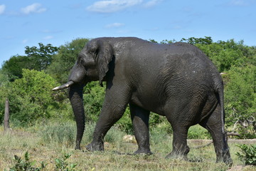 Naklejka na ściany i meble gigantic male elephant covered by mud going from waterhole,african landscape
